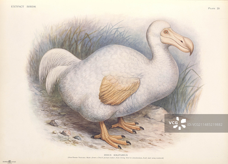 1907年留尼汪渡渡鸟艺术画作图片素材