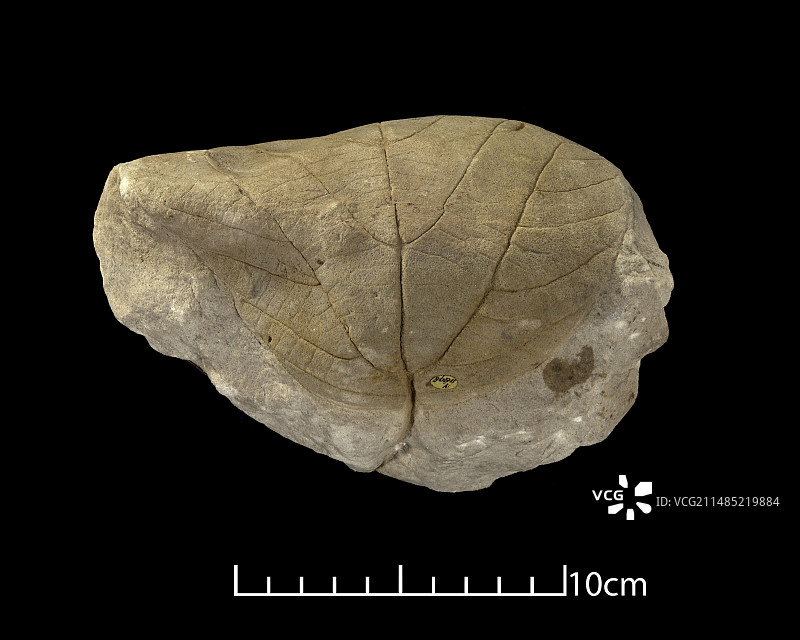 三裂脉花树叶化石图片素材