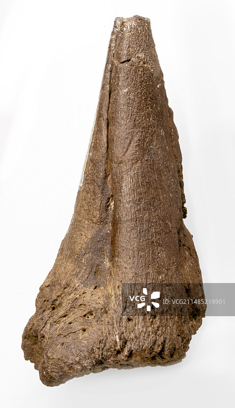 禽龙化石拇指尖图片素材