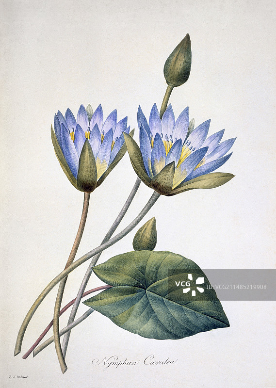 19世纪的睡莲图片素材