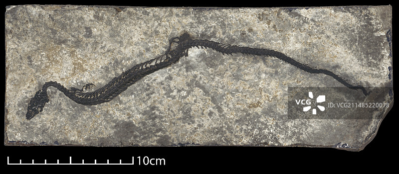 阿德里奥蜥蜴化石图片素材