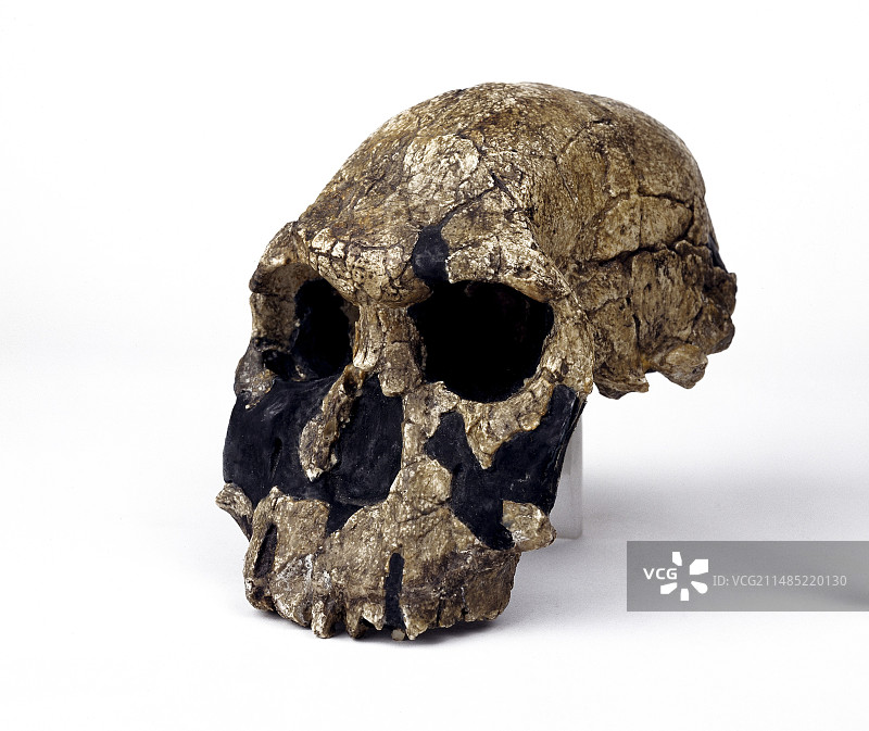 鲁道夫人颅骨（KNM-ER 1470）图片素材