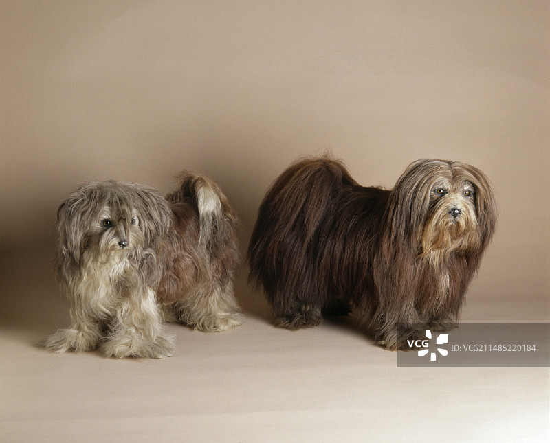 藏族梗犬标本图片素材