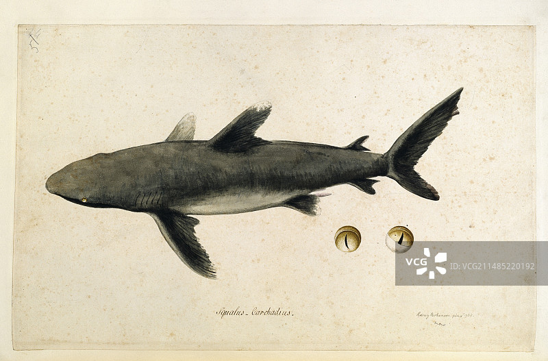 18世纪的Carcharhinus鲨鱼图片素材