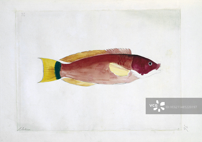 18世纪的绯红突唇鱼图片素材