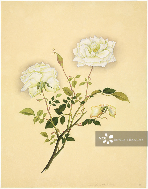 里夫斯植物艺术品，19世纪图片素材