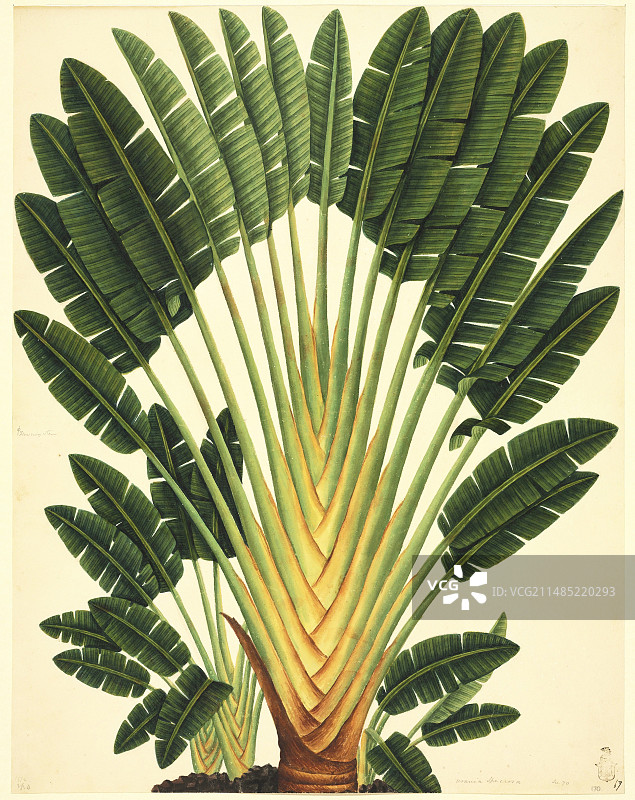 天堂鸟花，19世纪艺术品图片素材