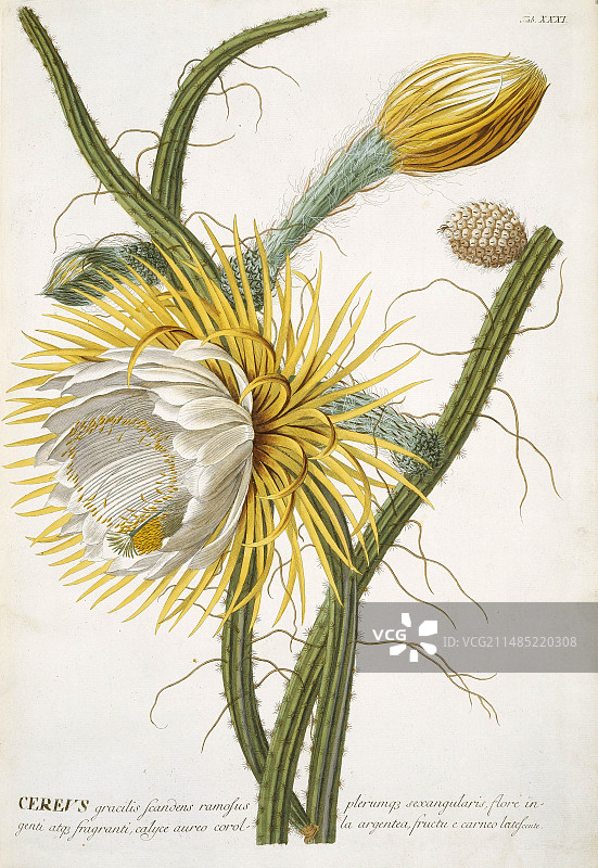 18世纪的仙人柱花图片素材