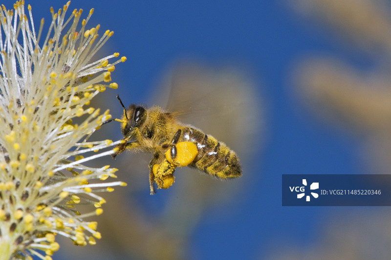 蜜蜂采集花粉图片素材