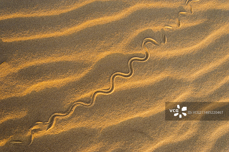 沙丘上的蛇行痕迹图片素材