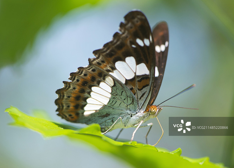婆罗洲指挥官凤蝶图片素材