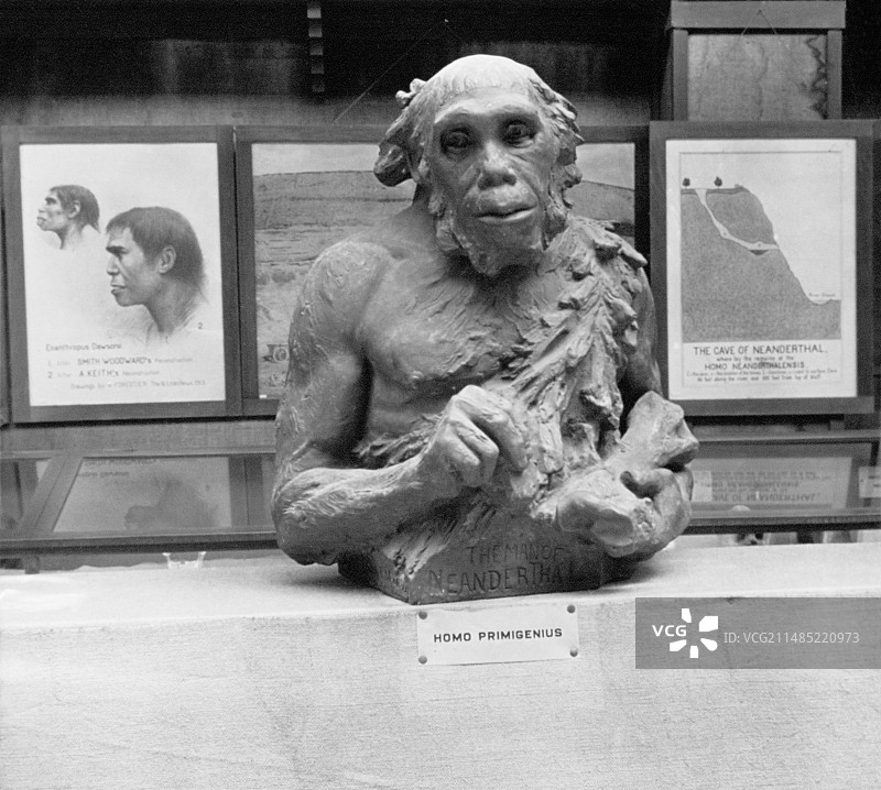 尼安德特人博物馆展览，1924年图片素材