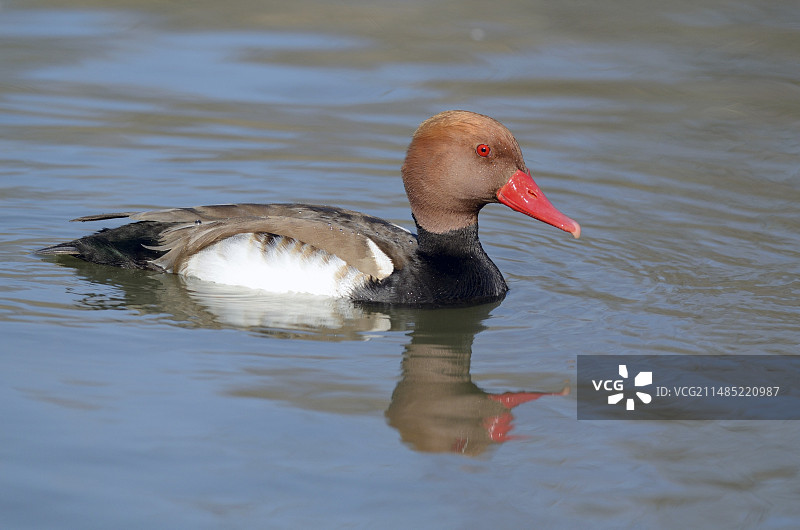 雄性红头潜鸭图片素材