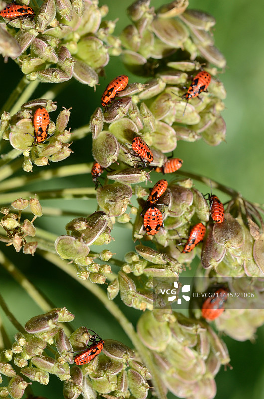 红椿象若虫图片素材