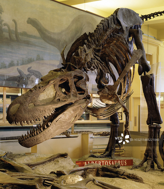 艾伯塔龙博物馆展览图片素材