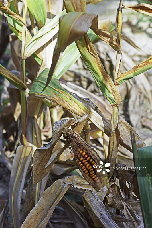 干旱的玉米图片素材