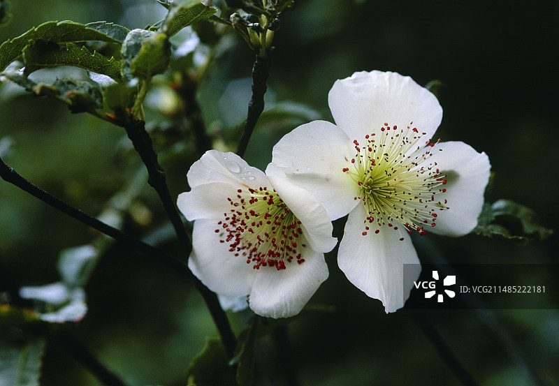 胶萼花图片素材