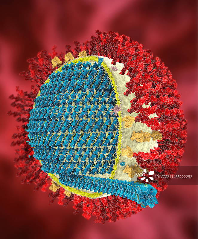 中东呼吸综合征冠状病毒艺术图图片素材