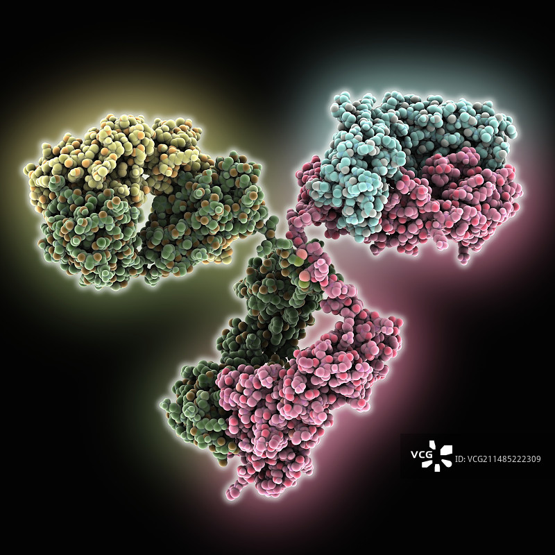 免疫球蛋白G抗体分子图片素材