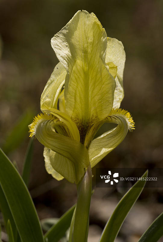 香根鸢尾花图片素材