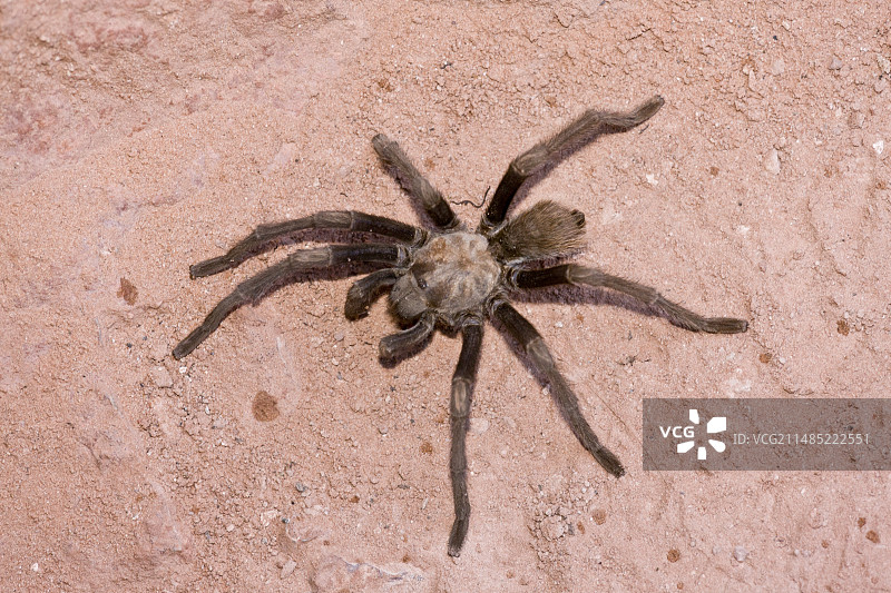 沙漠狼蛛图片素材