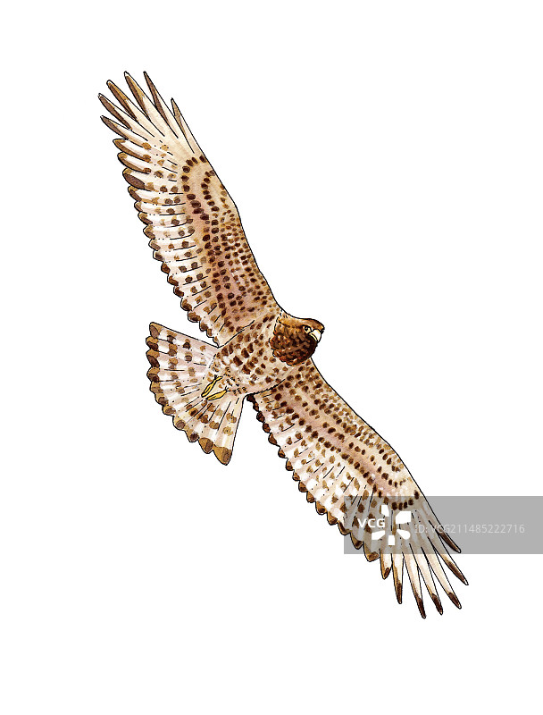 蛇雕艺术作品图片素材