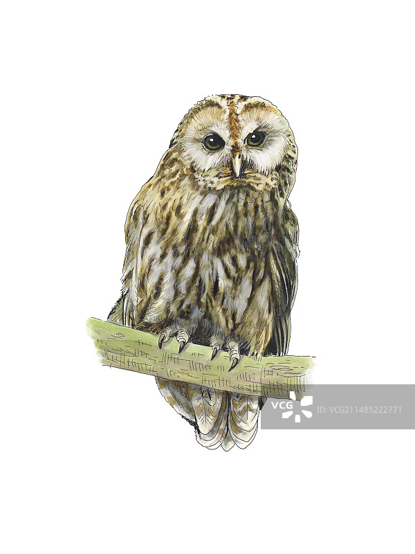 茶色猫头鹰艺术作品图片素材