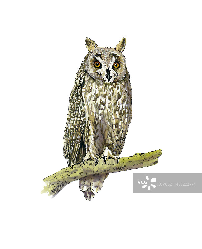 长耳鸮艺术作品图片素材