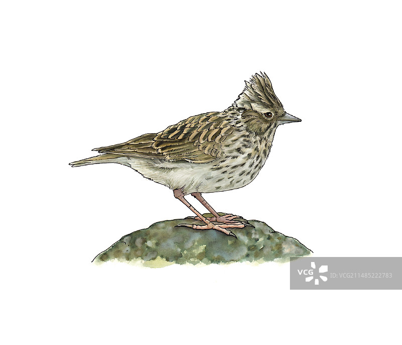 云雀艺术作品图片素材