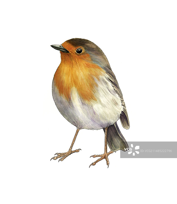 欧洲知更鸟艺术作品图片素材