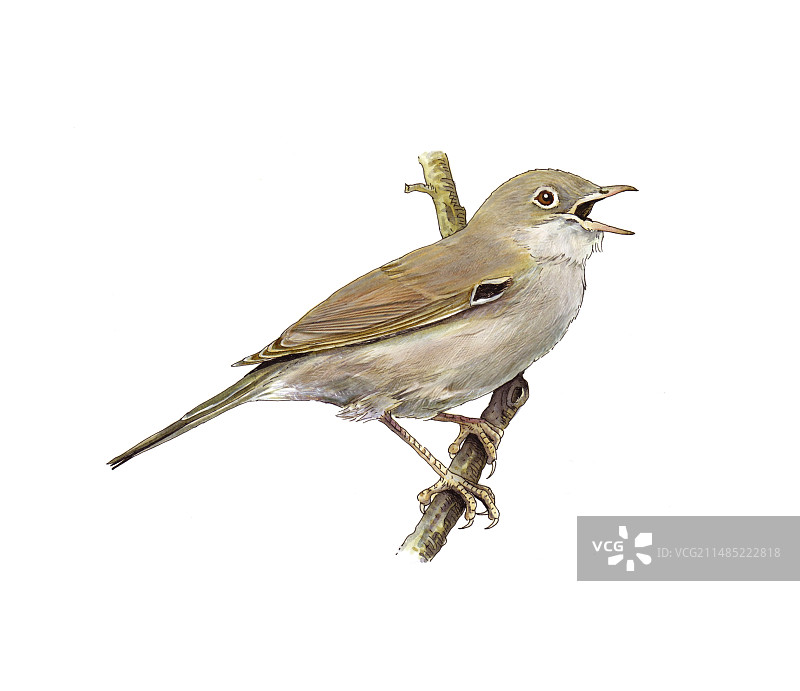 普通白喉林莺艺术作品图片素材