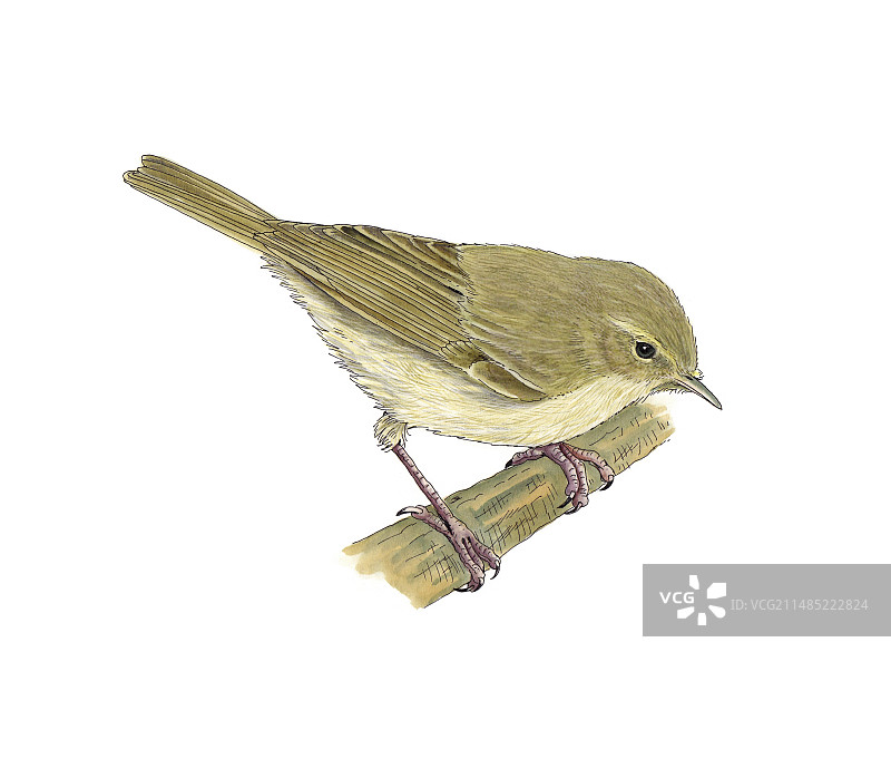 叽喳柳莺艺术作品图片素材