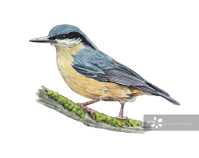 欧亚鳾艺术作品图片素材