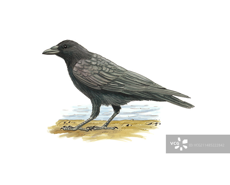 小嘴乌鸦，艺术作品图片素材