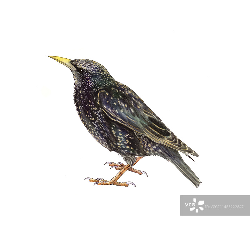 欧洲八哥艺术作品图片素材