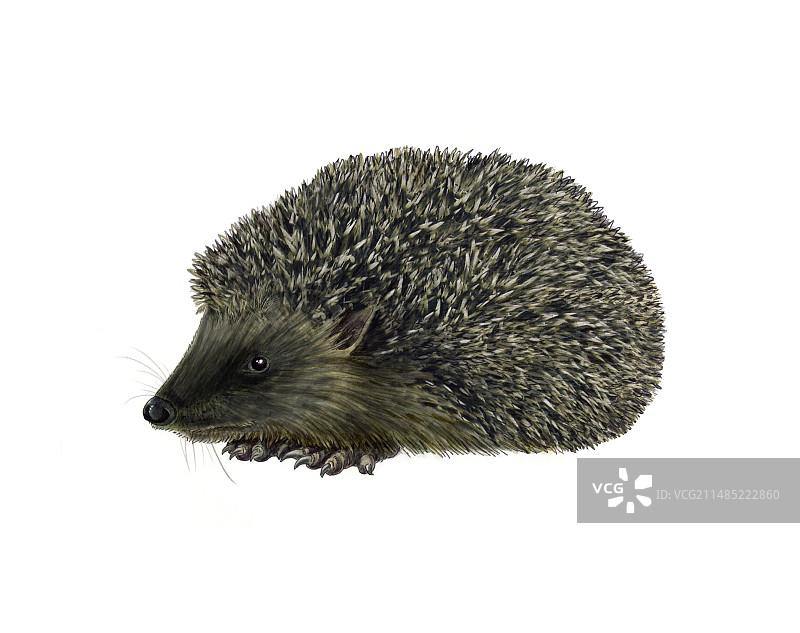 欧洲刺猬艺术作品图片素材