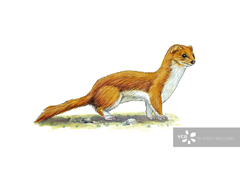 伶鼬，艺术作品图片素材