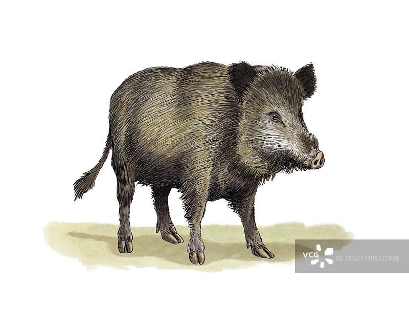 野猪艺术作品图片素材