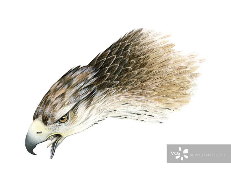 博内利氏鹰，艺术作品图片素材