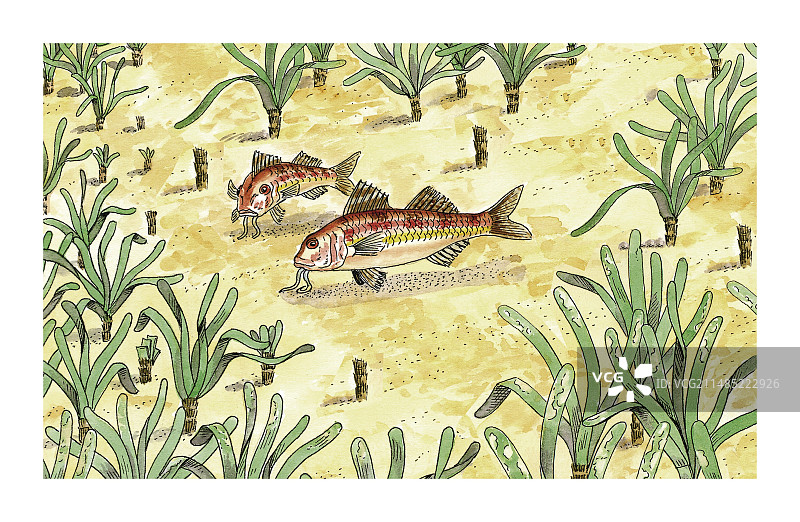 条纹红色鲻鱼艺术作品图片素材