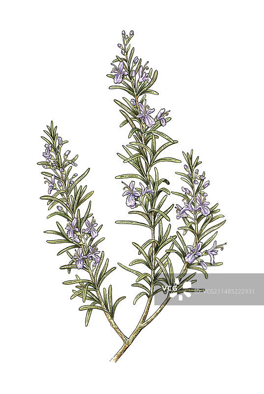 迷迭香图片素材