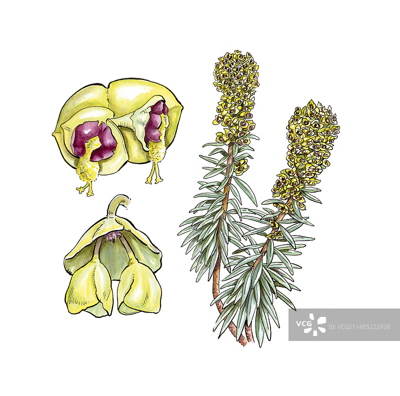 丛生大戟花图片素材