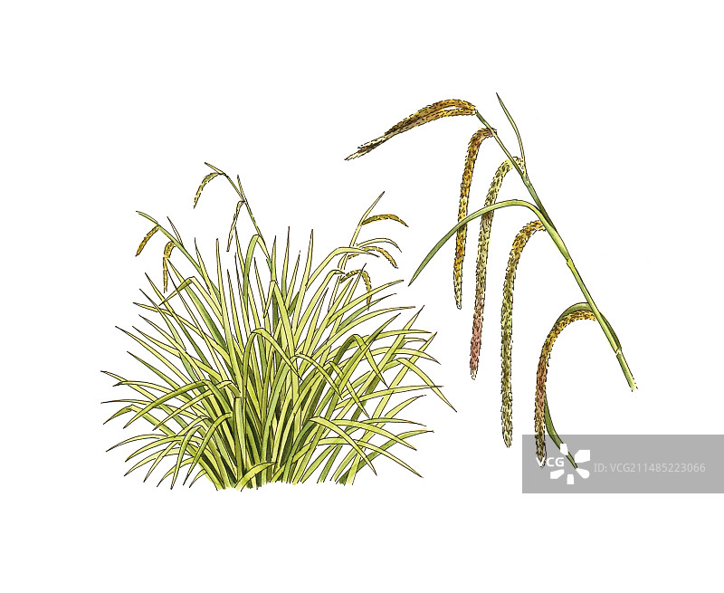 下垂苔草图片素材