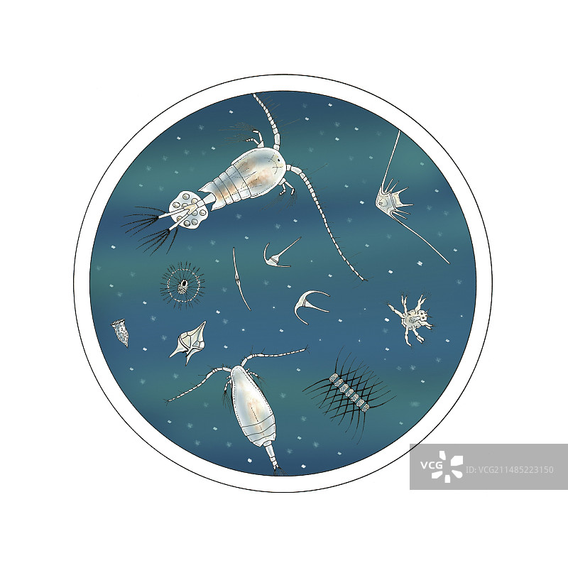 浮游生物艺术作品图片素材