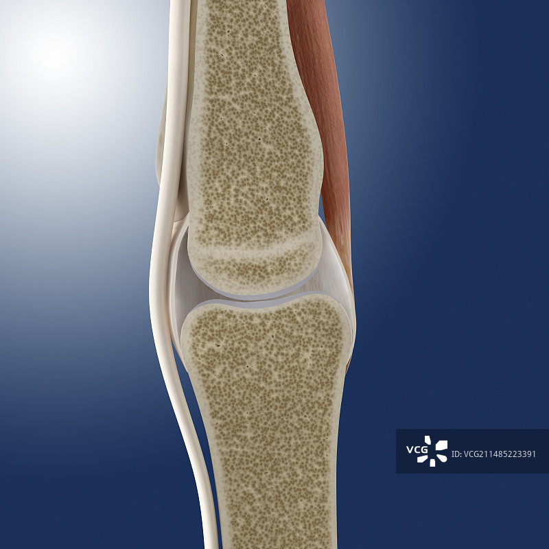指骨关节解剖插画图片素材