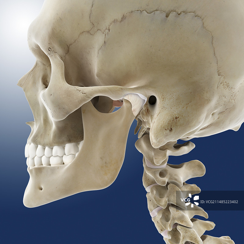 颌关节盘，艺术作品图片素材