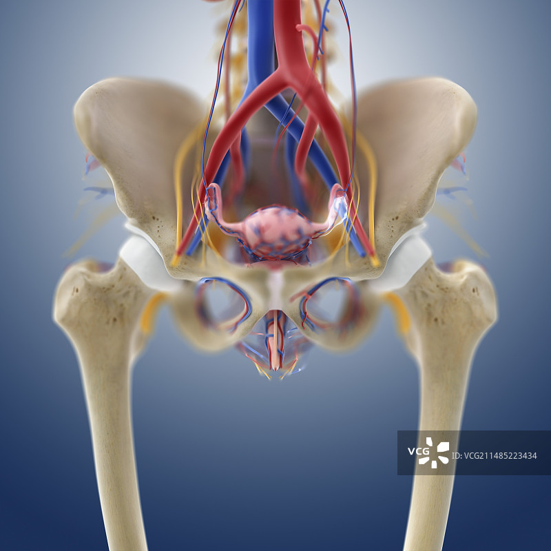 女性生殖解剖结构艺术图图片素材