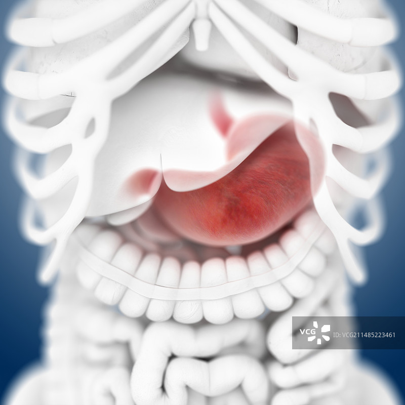 胃部解剖图图片素材