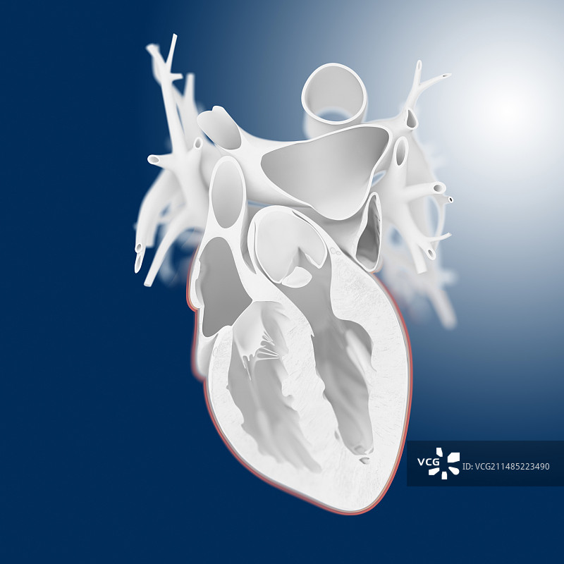 心脏解剖结构艺术作品图片素材