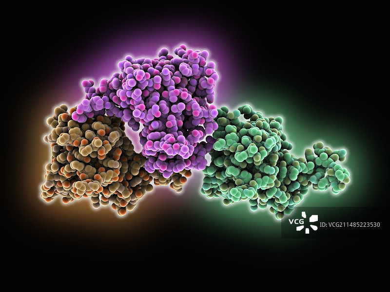 人类肿瘤蛋白p73图片素材